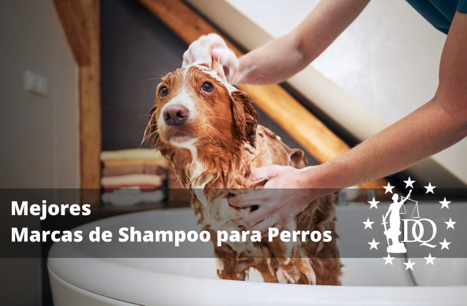 Mejores Marcas de Shampoo para Perros
