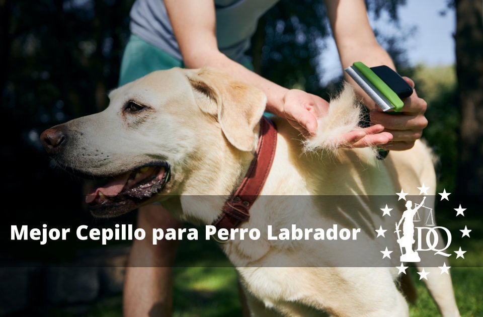 Mejor Cepillo para Perro Labrador