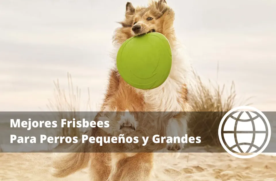 Mejores Frisbees Para Perros Pequeños