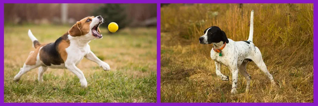 Qué son los Perros de Caza