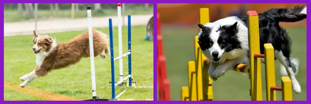 Perros Deportivos y de Agilidad