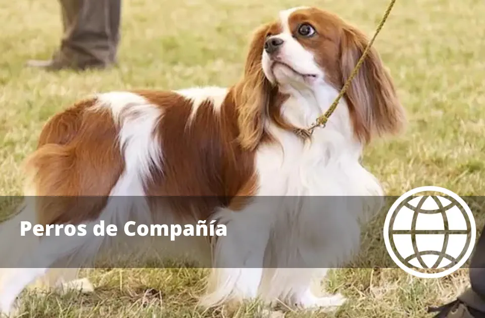Qué son los Perros de Compañía